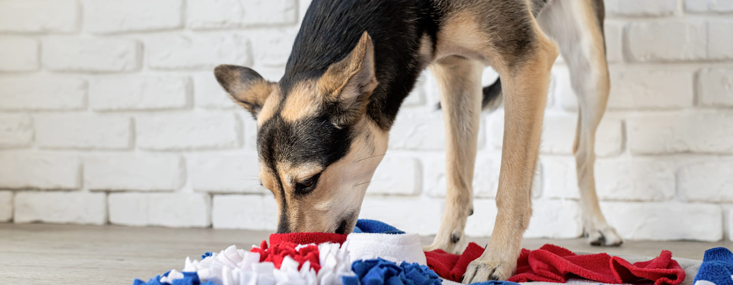 Doggy play clearance mat